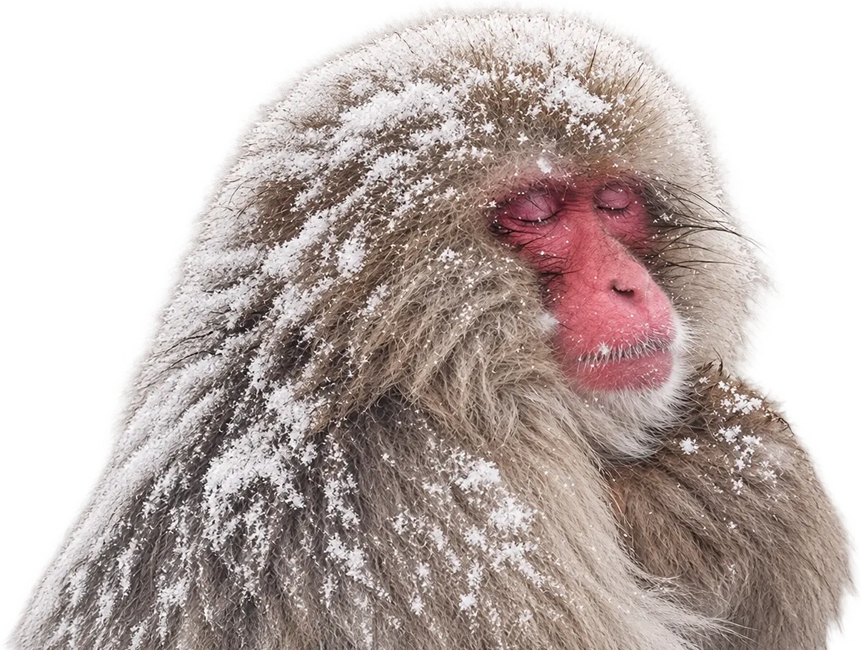 A Japanese macaque asleep in falling snow, his eyes closed, snow settled on his fur.